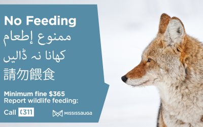 Important Coyote Tips and Resources